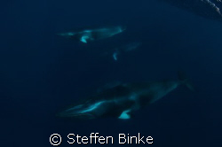 4 minke's in one picture, nikon D200, 10-17mm wideangle l... by Steffen Binke 